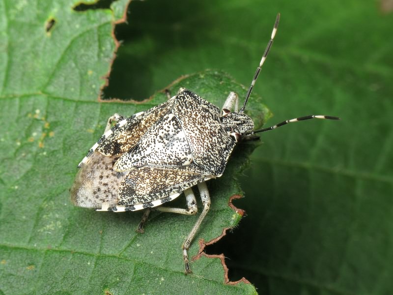 Rhaphigaster nebulosa (Poda, 1761)